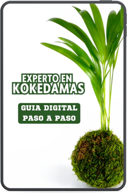 Experto en Kokedamas Hoy!
